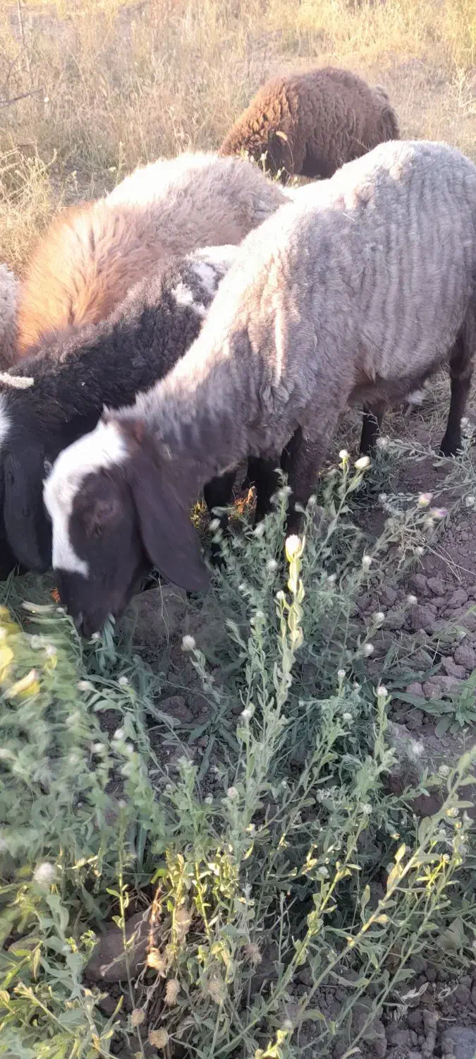 ۵ عدد میش اوستن|حیوانات مزرعه|راین, |دیوار