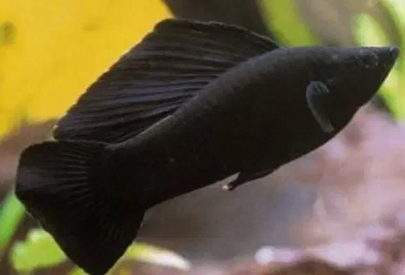 ماهی مولی مشکی|ماهی|ملایر, |دیوار