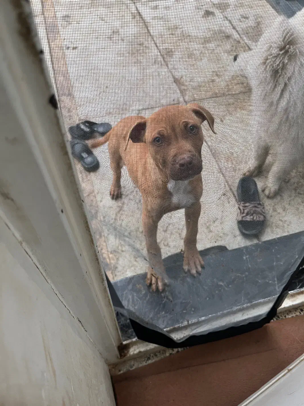 سگ پیتبول|سگ|ماهدشت, |دیوار