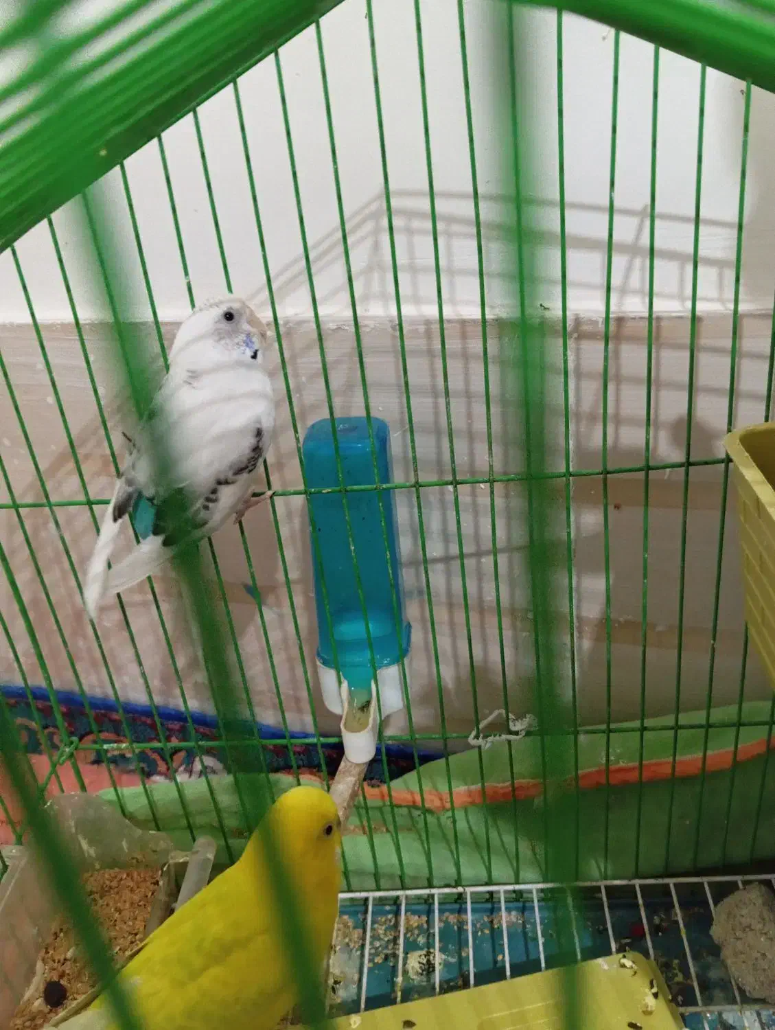 مرغ عشق|پرنده|هامون, |دیوار