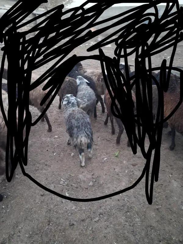 بره نر و ماده سبک وزن|حیوانات مزرعه|محمدشهر, محمدشهر|دیوار