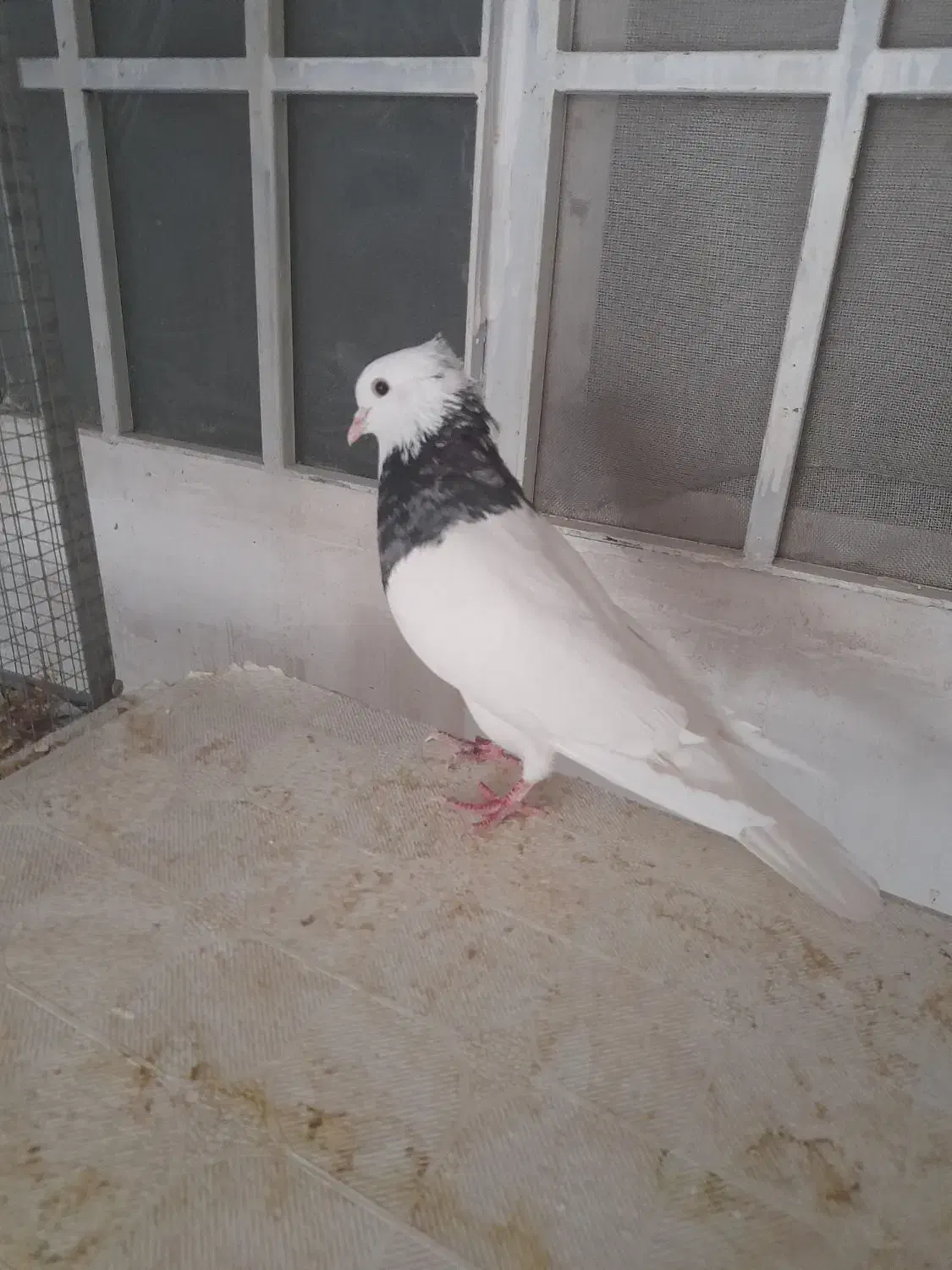 کبوتر طوقی نر|پرنده|شیراز, احمدآباد|دیوار