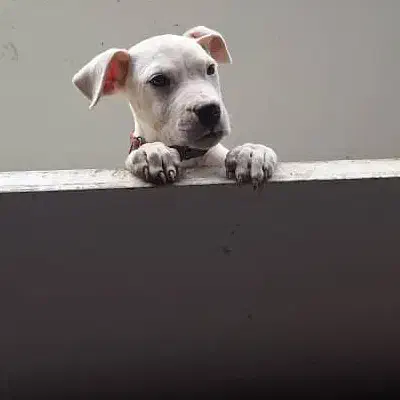 توله ماده دوگونه آرژانتین|سگ|لواسان, |دیوار