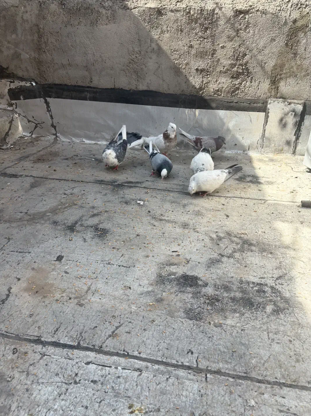 کفتر پرشی|پرنده|قم, ولیعصر|دیوار