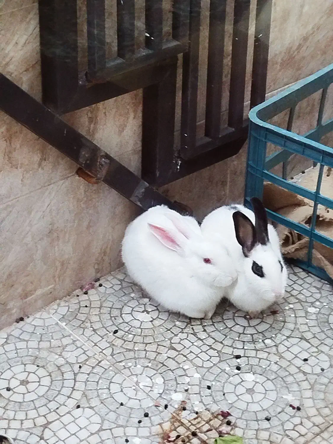 دو عدد خرگوش بازیگوش و خانگی|موش و خرگوش|پیرانشهر, |دیوار