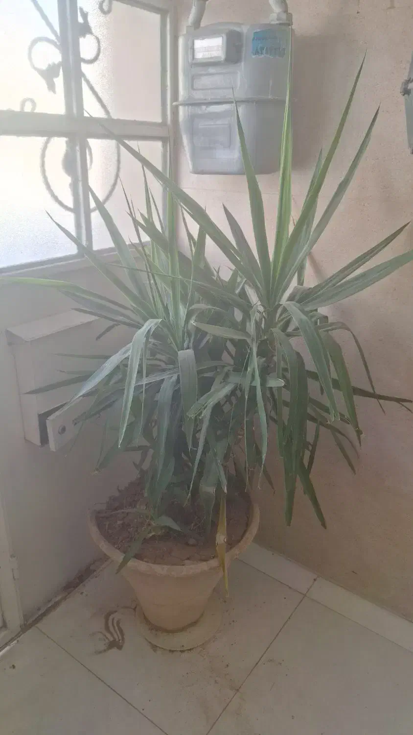 گل یوکا|گل و گیاه طبیعی|شیراز, غدیر شمالی|دیوار