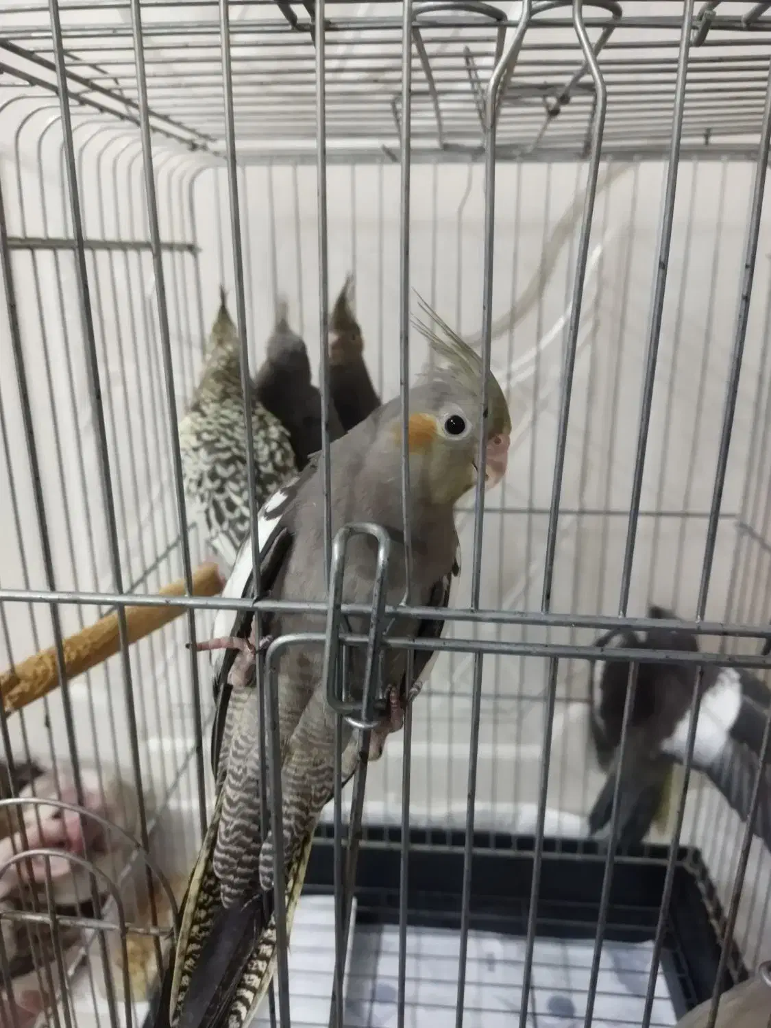 جفت مولد عروس هلندی به همراه 5 تا جوجه|پرنده|باقرشهر, |دیوار