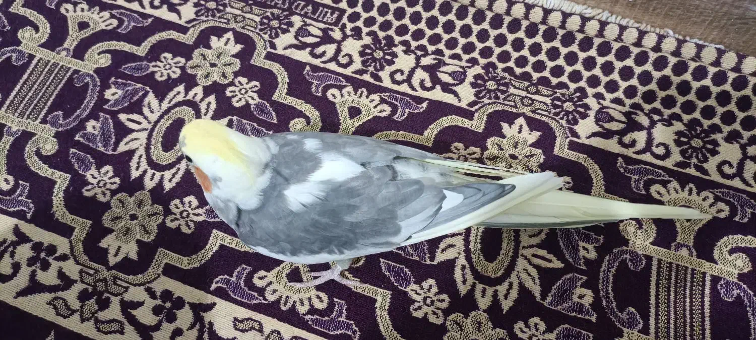 عروس هلندی|پرنده|بومهن, |دیوار