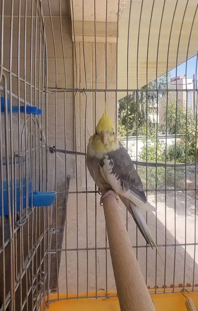 عروس هلندی نر|پرنده|شیراز, صنایع الکترونیک|دیوار