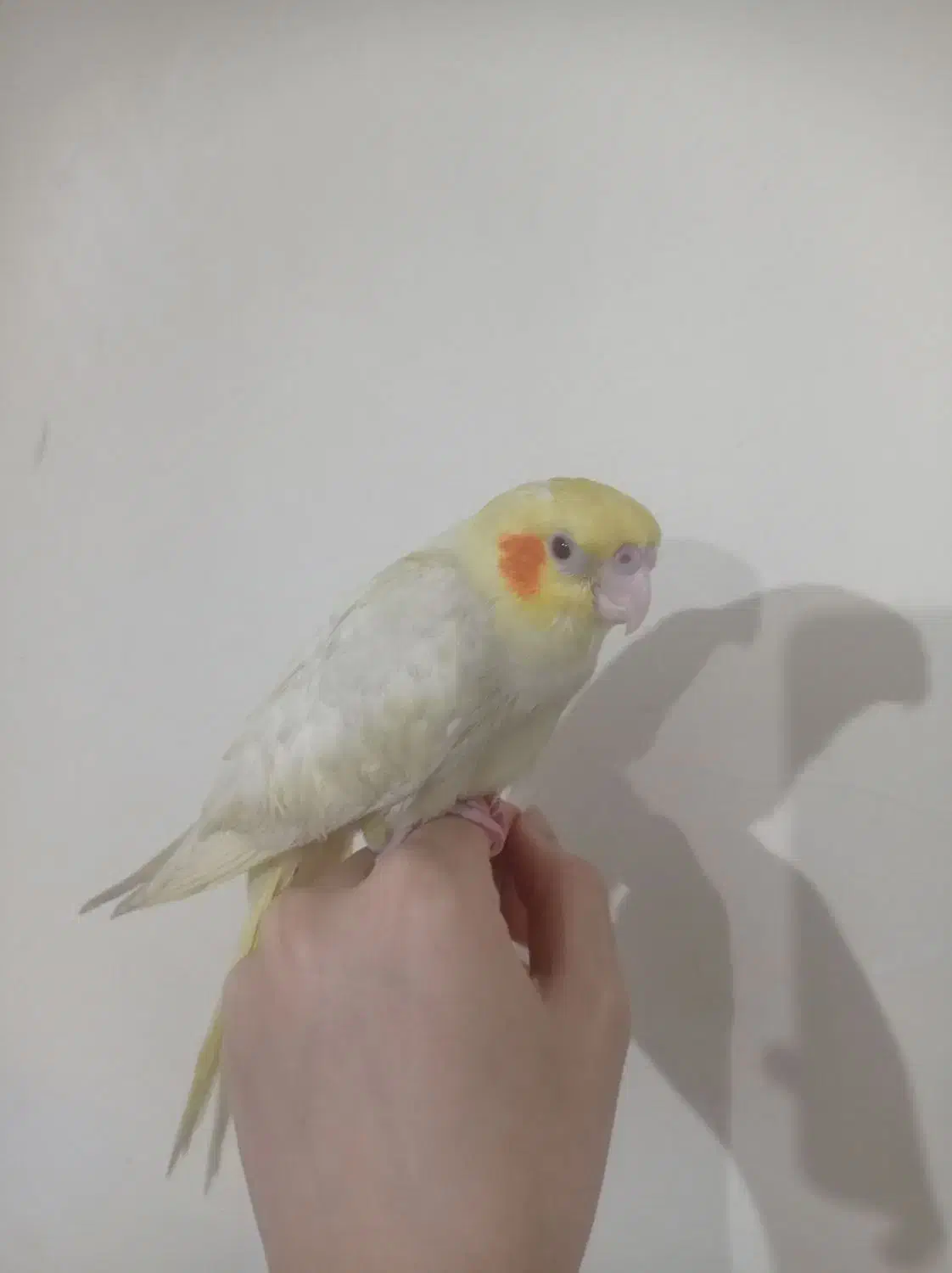 جوجه البینو معاوظه|پرنده|پاکدشت, پاکدشت (مامازند)|دیوار