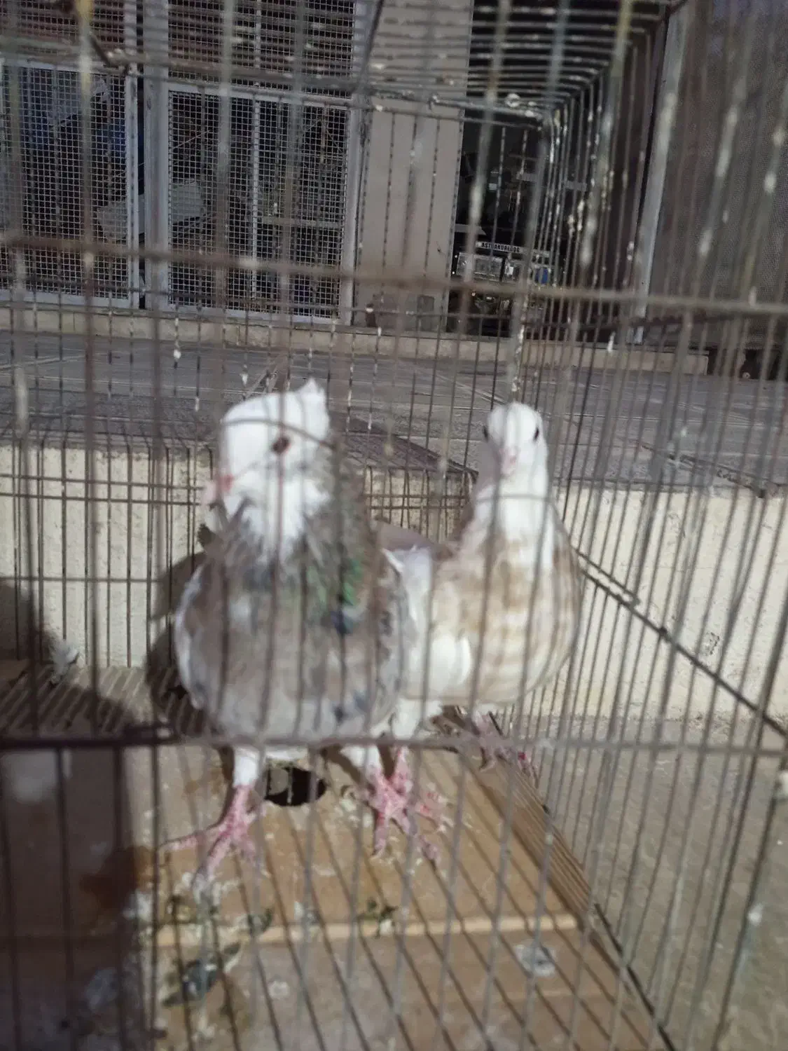 کفتر طوقی|پرنده|تهران, مرادآباد|دیوار