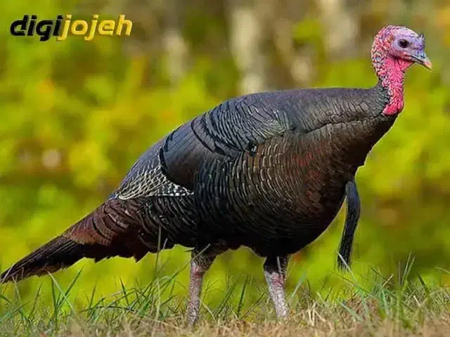 فروش بوقلمون|پرنده|کوهدشت, |دیوار