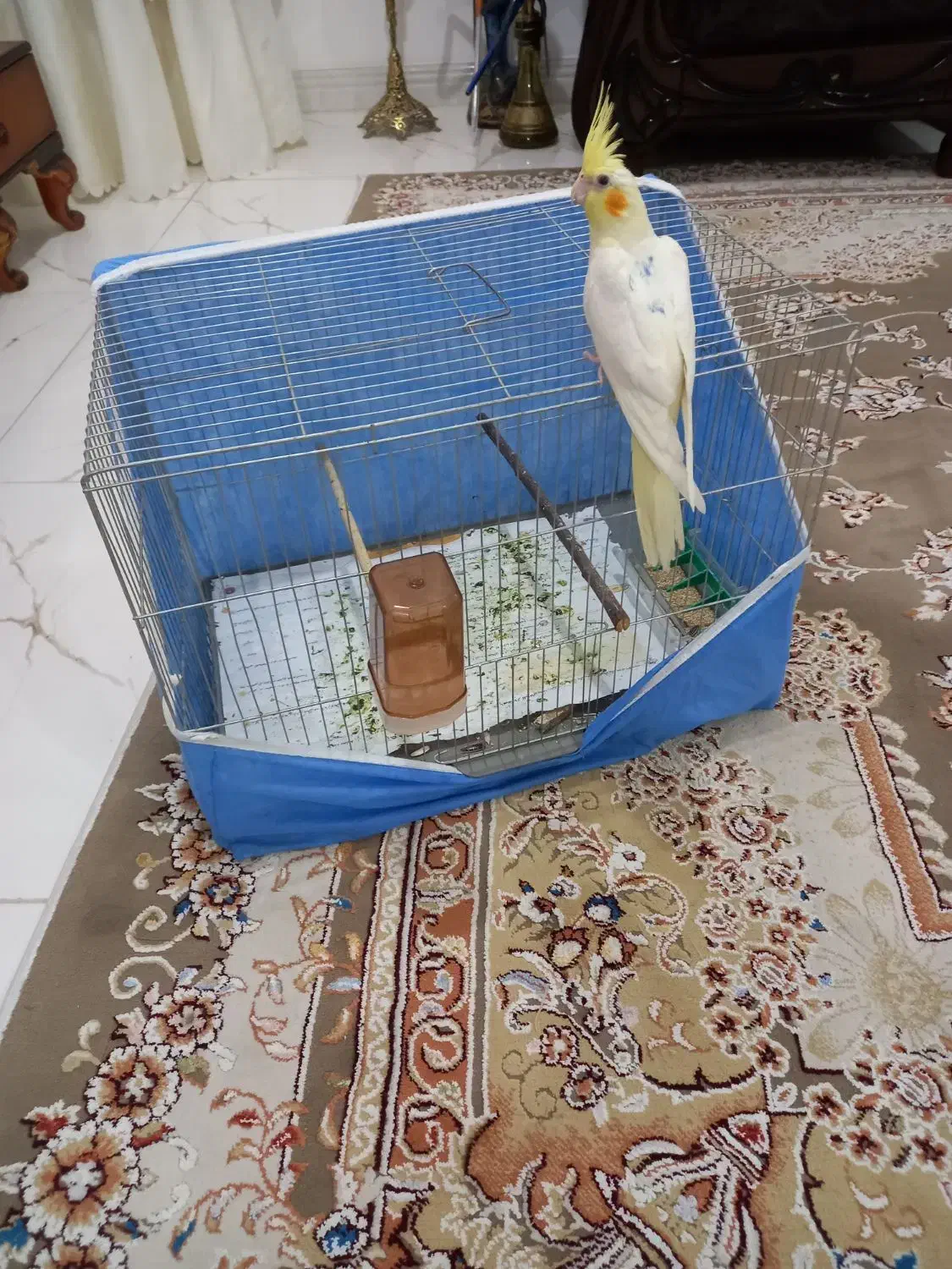 عروس هلندی رام رام ۴ماه|پرنده|هشتگرد, هشتگرد قدیم|دیوار