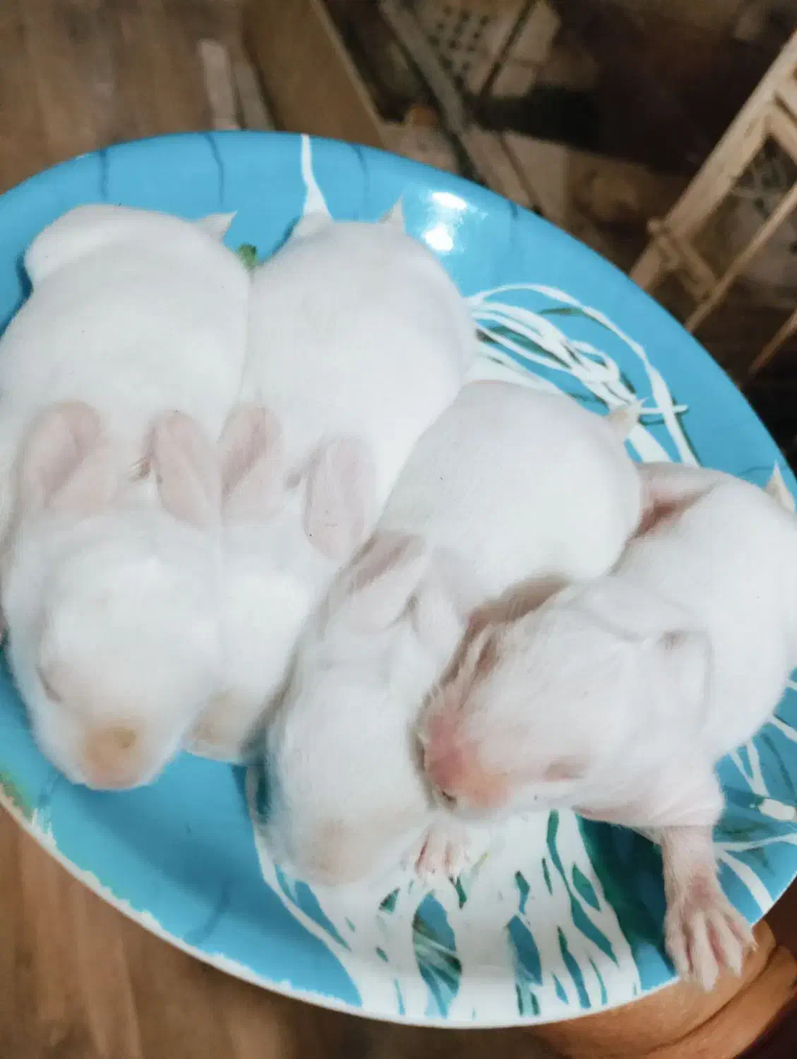 خرگوش سفید چشم شرابی|موش و خرگوش|بروجرد, |دیوار