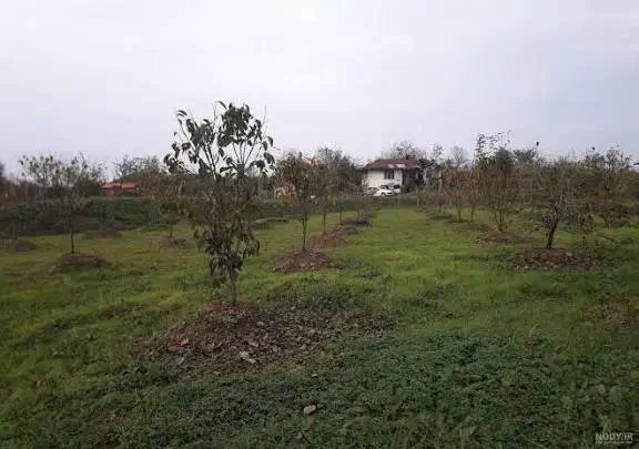 زمین باغی|فروش زمین و ملک کلنگی|گلمکان, |دیوار