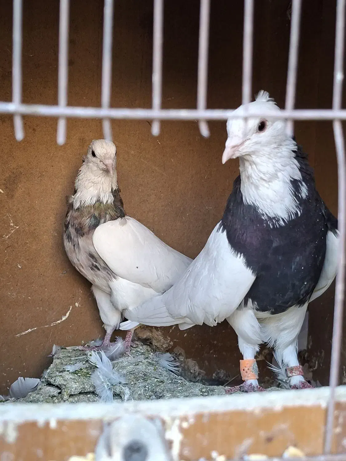 جفت طوقی خوشکل|پرنده|رفسنجان, |دیوار