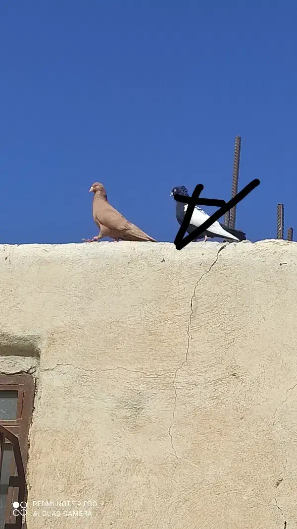 کبوتر رنگی|پرنده|اهواز, شهرک دانشگاه|دیوار