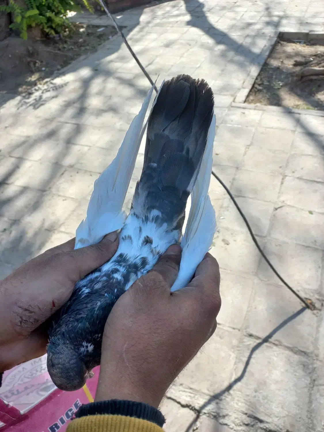 کله دمی سرجوزی|پرنده|بروجرد, |دیوار