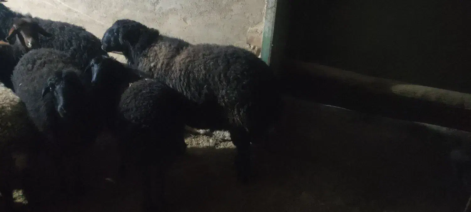 قوچ|حیوانات مزرعه|فرمهین, |دیوار