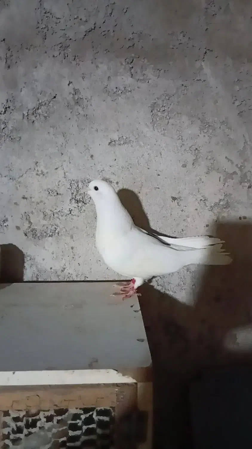 کبوتر جوجه|پرنده|سنگر, |دیوار