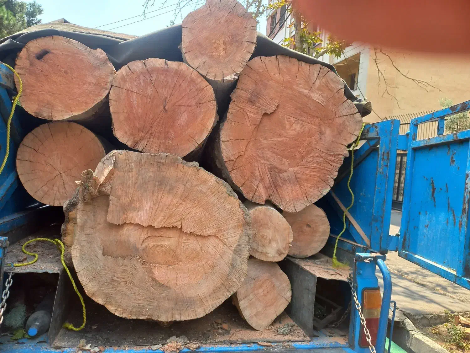 برش و هرس درخت های خشک و فرسوده  خریدار چوب|خدمات باغبانی و درختکاری|تهران, خاوران|دیوار