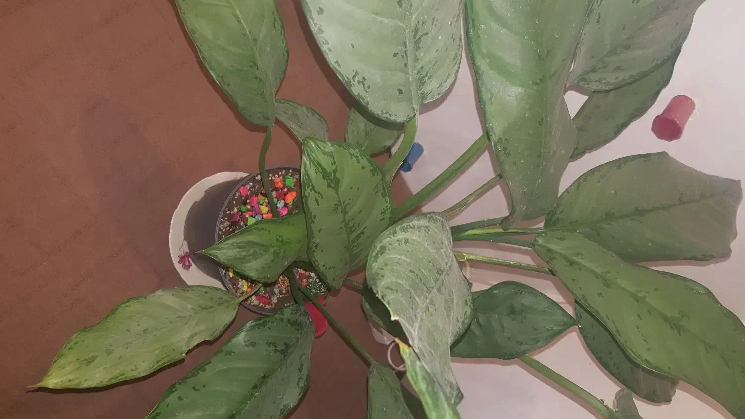 برشکارچوبم کاسه وبشقاب وچوبی|خدمات پیشه و مهارت|قم, نیروگاه|دیوار