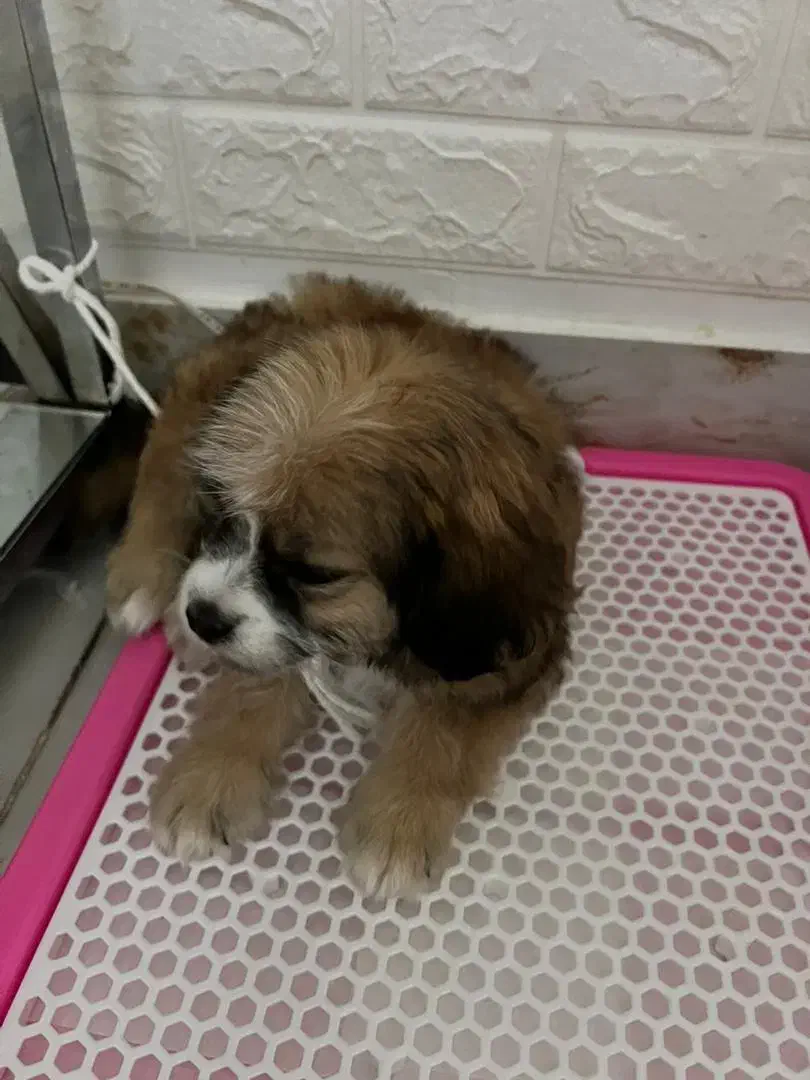 شیتزو تریر|سگ|صباشهر, |دیوار