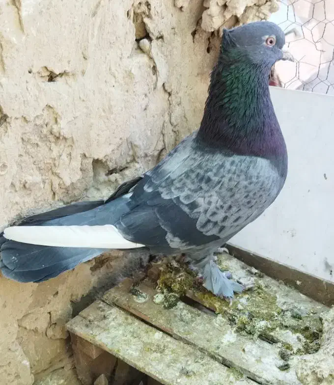 کفتر سبز پرشی نر حسابی|پرنده|قم, دروازه ری|دیوار