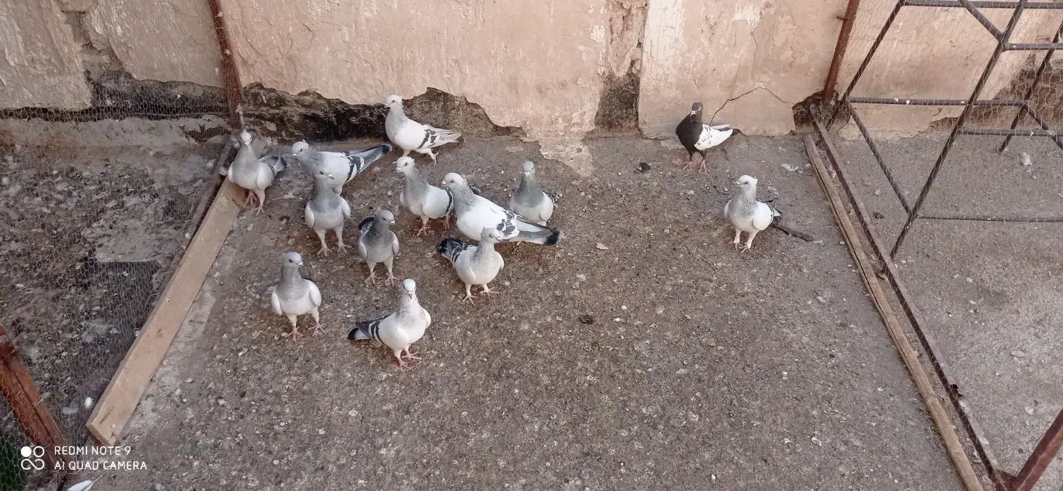 کبوتر نقره ای نوک ریز کاکلی|پرنده|قم, یزدان‌شهر|دیوار
