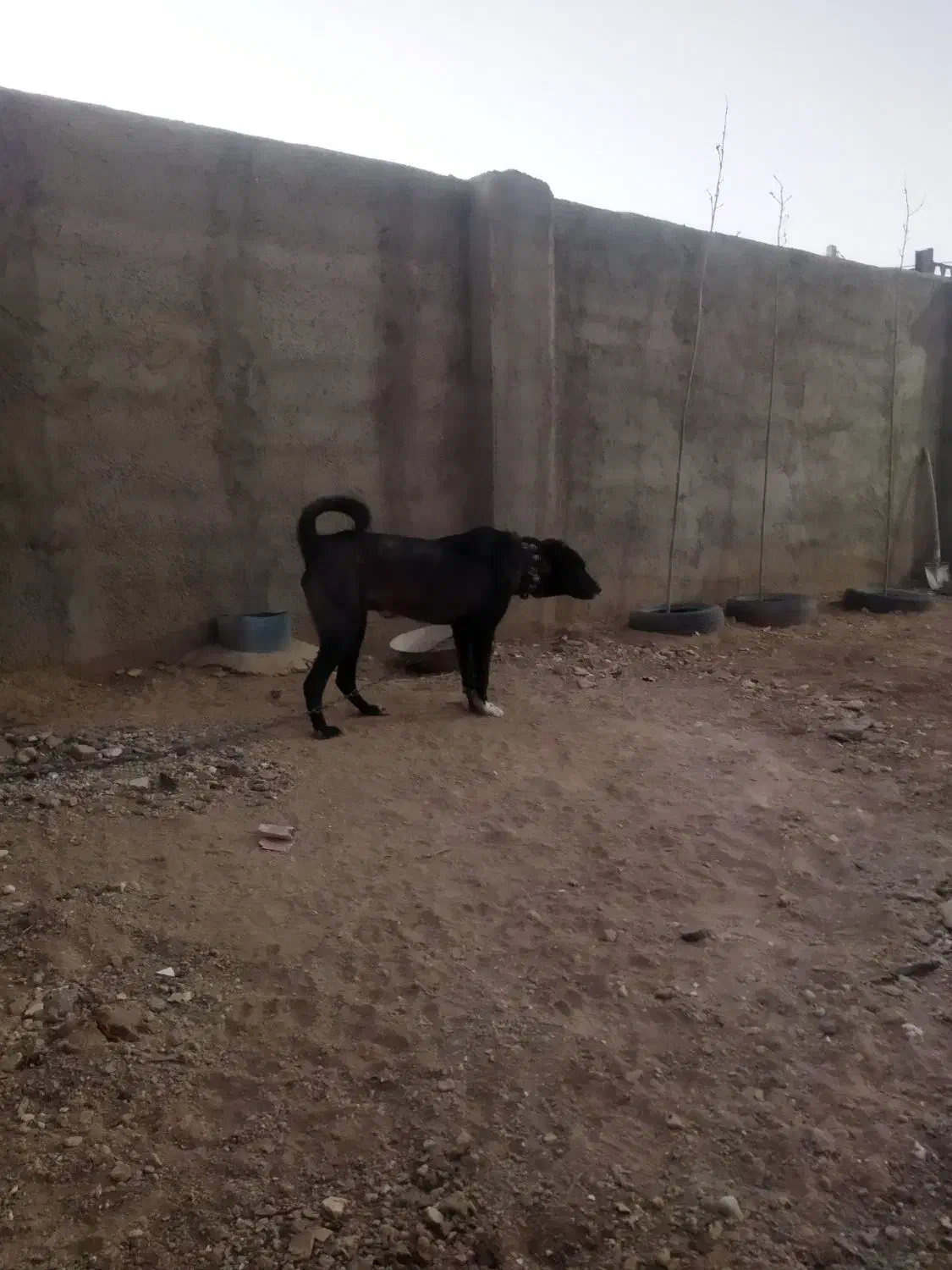 سگ.|سگ|میلاجرد, |دیوار