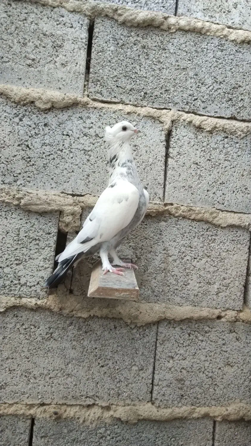 ماده پلنگ کاکلی پاپر|پرنده|بابل, |دیوار