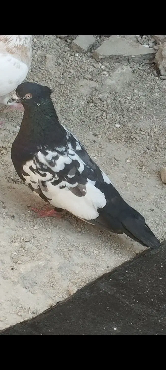 کبوتر سینه ای|پرنده|مسجد سلیمان, |دیوار