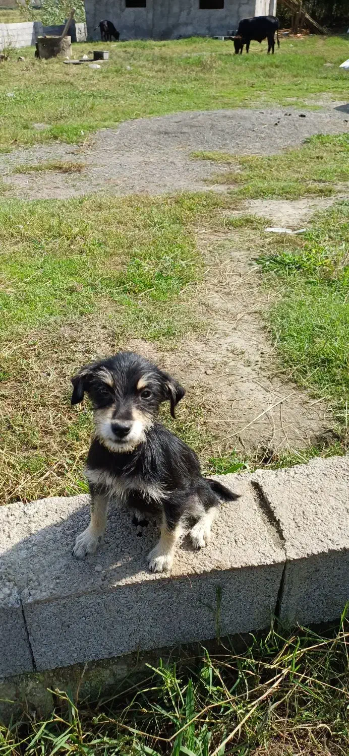 سگ کوچولو (پاکوتاه )|سگ|کوچصفهان, |دیوار