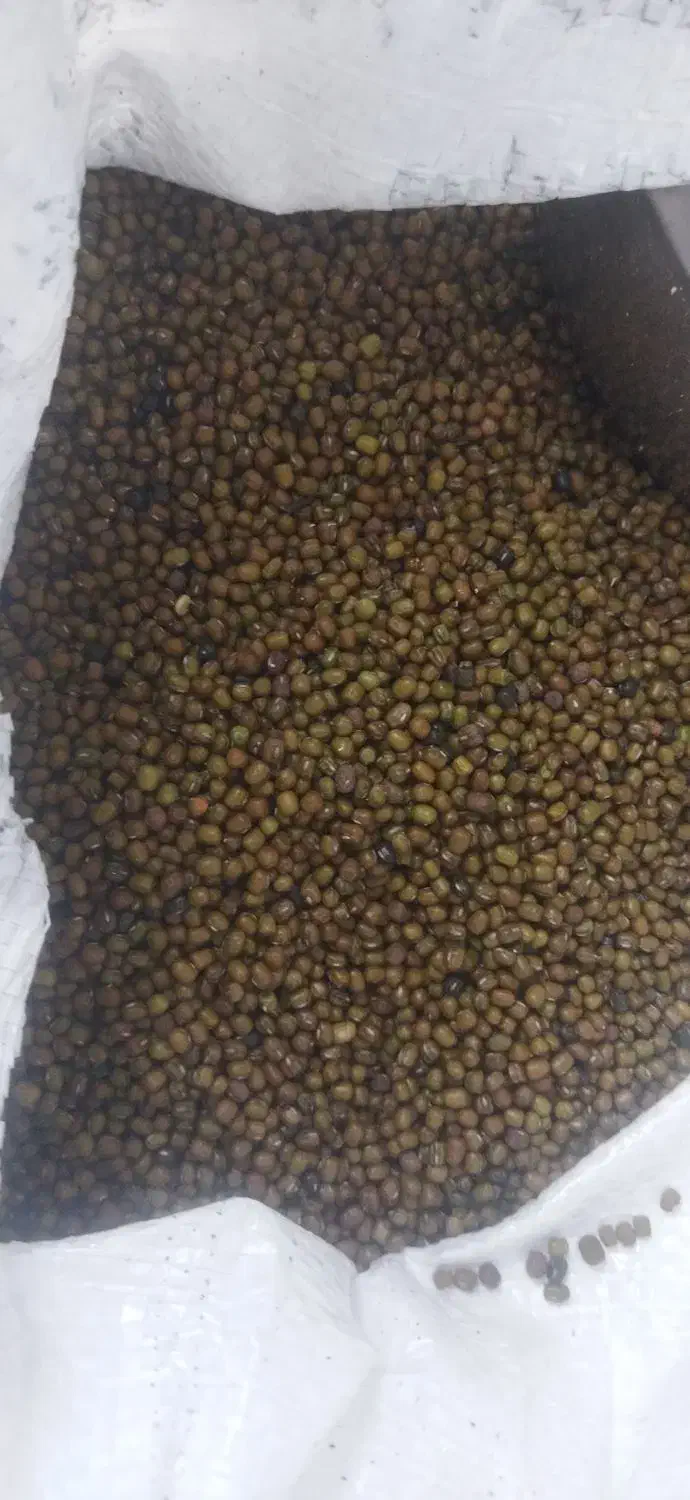 فروش ماش|خوردنی و آشامیدنی|چگنی, |دیوار