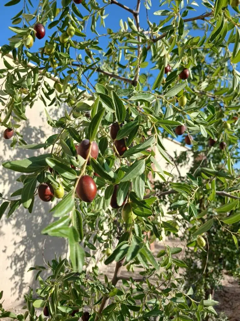 عناب تازه|خوردنی و آشامیدنی|تهران, زیبادشت|دیوار