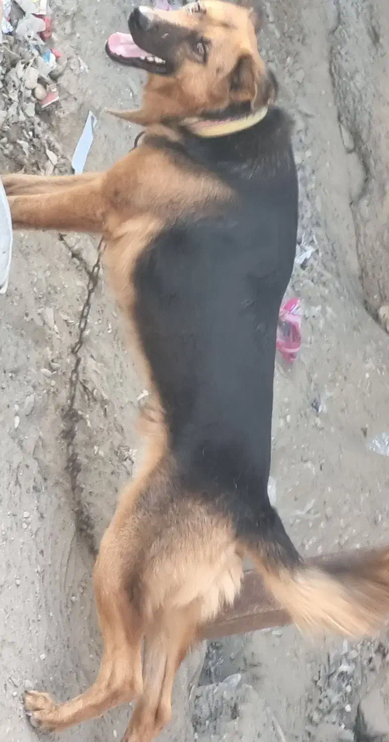 واگذاری|سگ|میناب, |دیوار