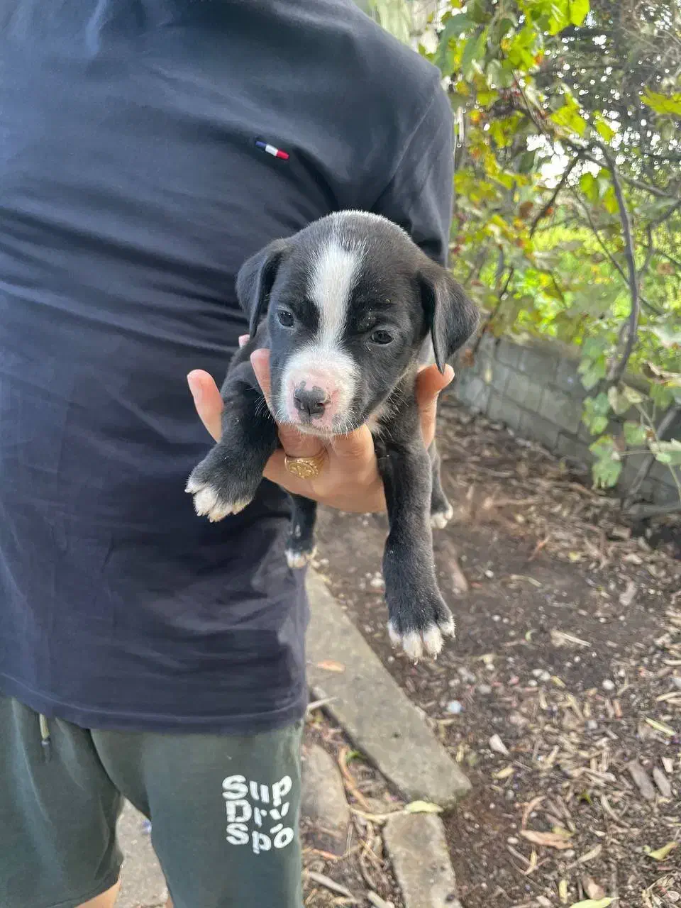 توله پیت بول|سگ|ساری, |دیوار