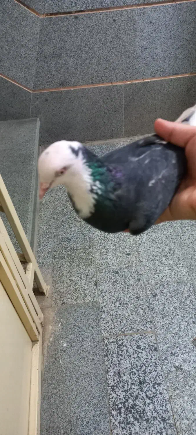 کفتر ساعتی|پرنده|پیشوا, |دیوار