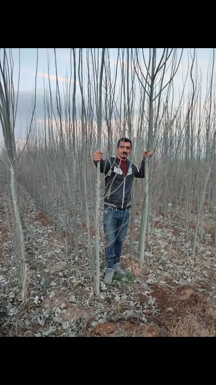 نهال کبوده یک ساله سریع الرشد|خدمات باغبانی و درختکاری|شوط, |دیوار