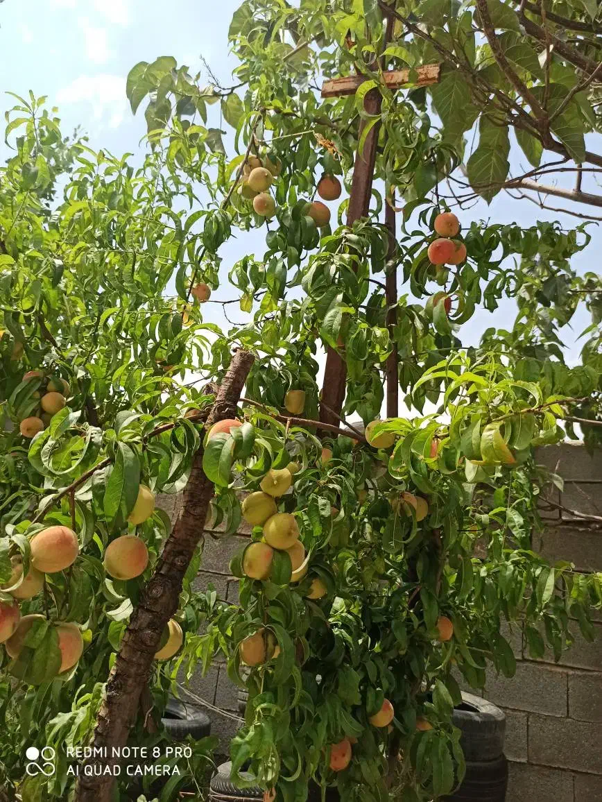 باغ شهری سیاخ دارنگون مجموعه باغات گلدشت|فروش زمین و ملک کلنگی|شیراز, محمدیه|دیوار