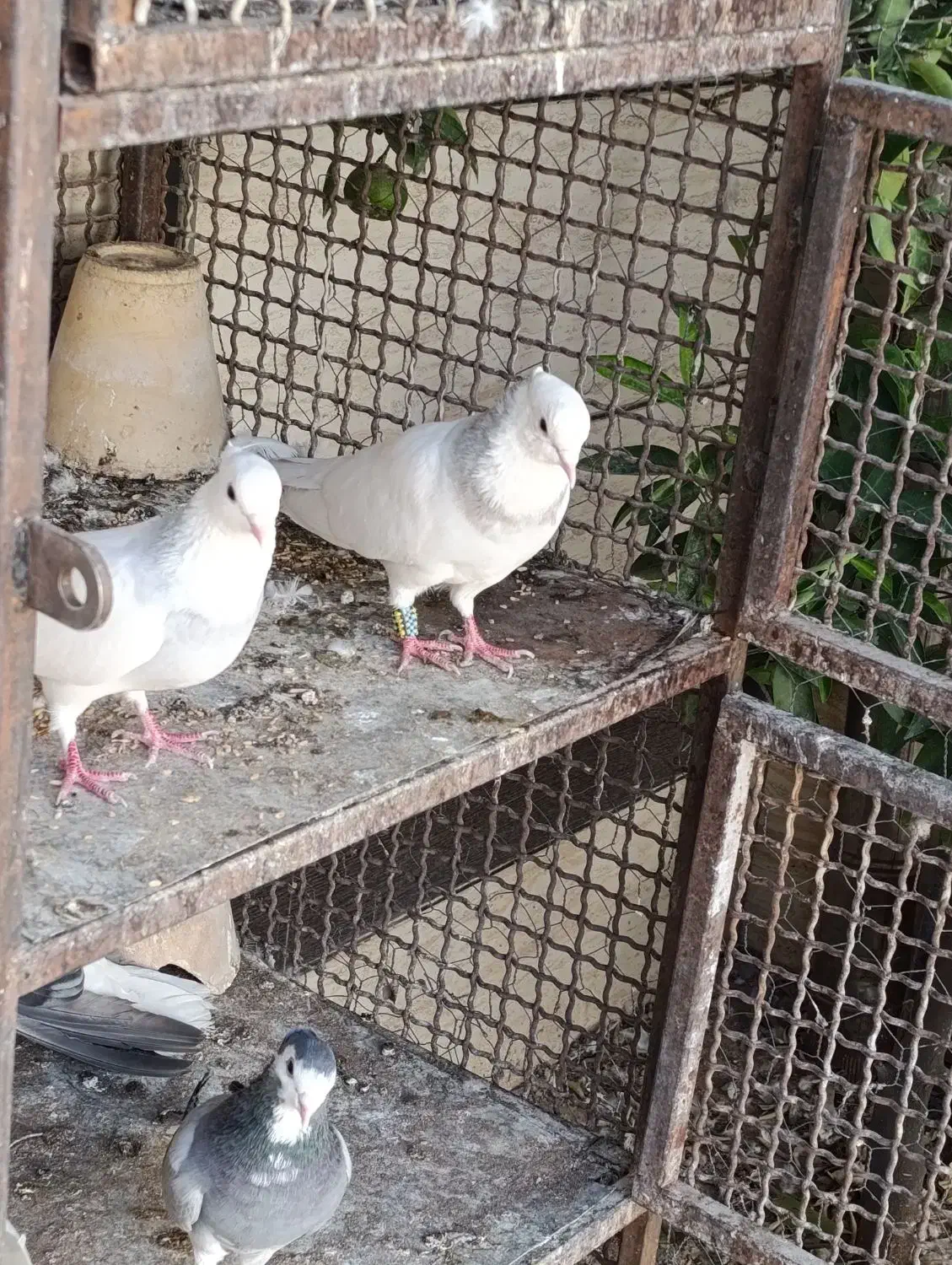 فروش کبوتر طوقی|پرنده|خمینیشهر, |دیوار