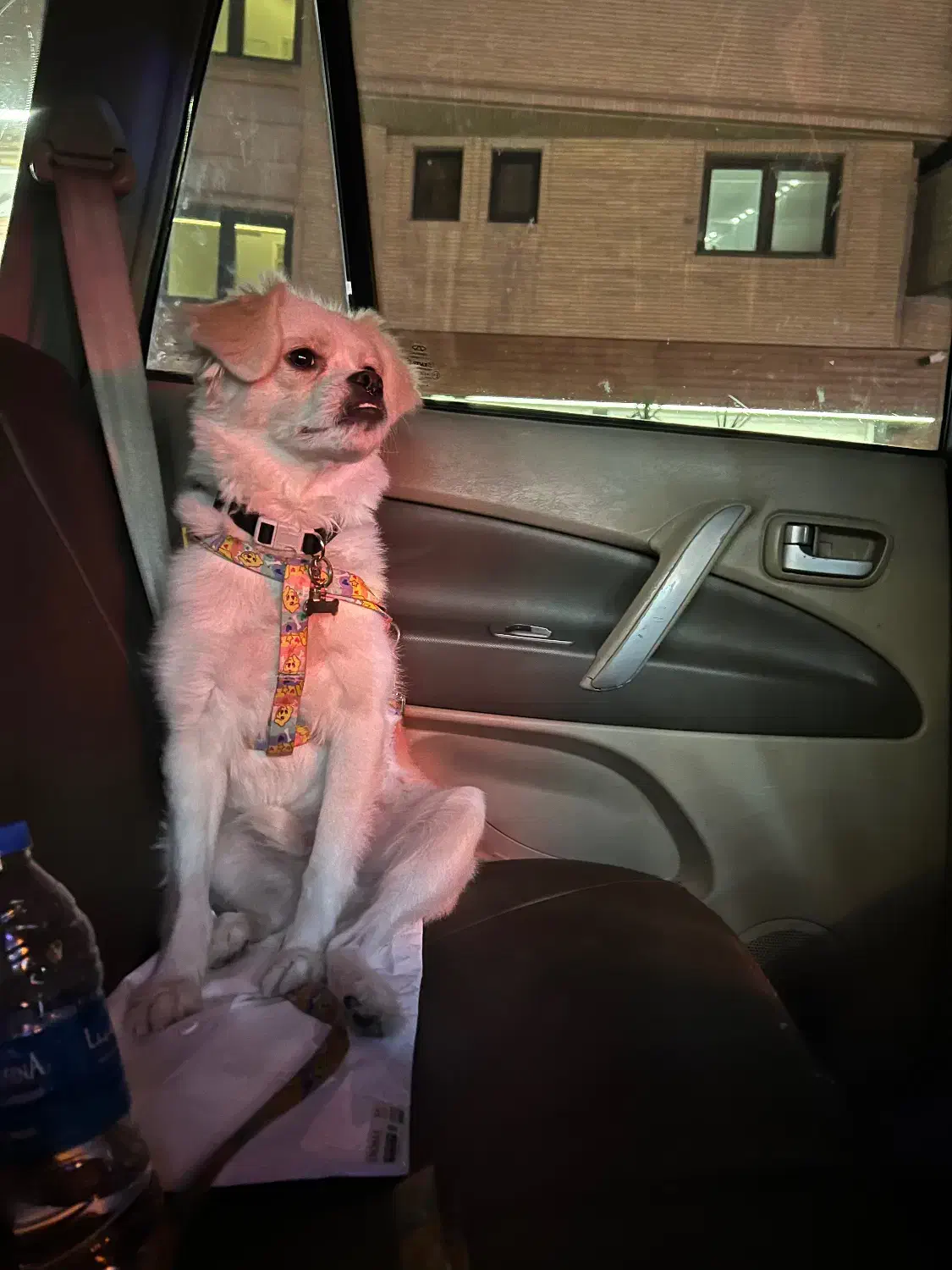 سگ گمشده|حیوانات|شیراز, معالی‌آباد|دیوار