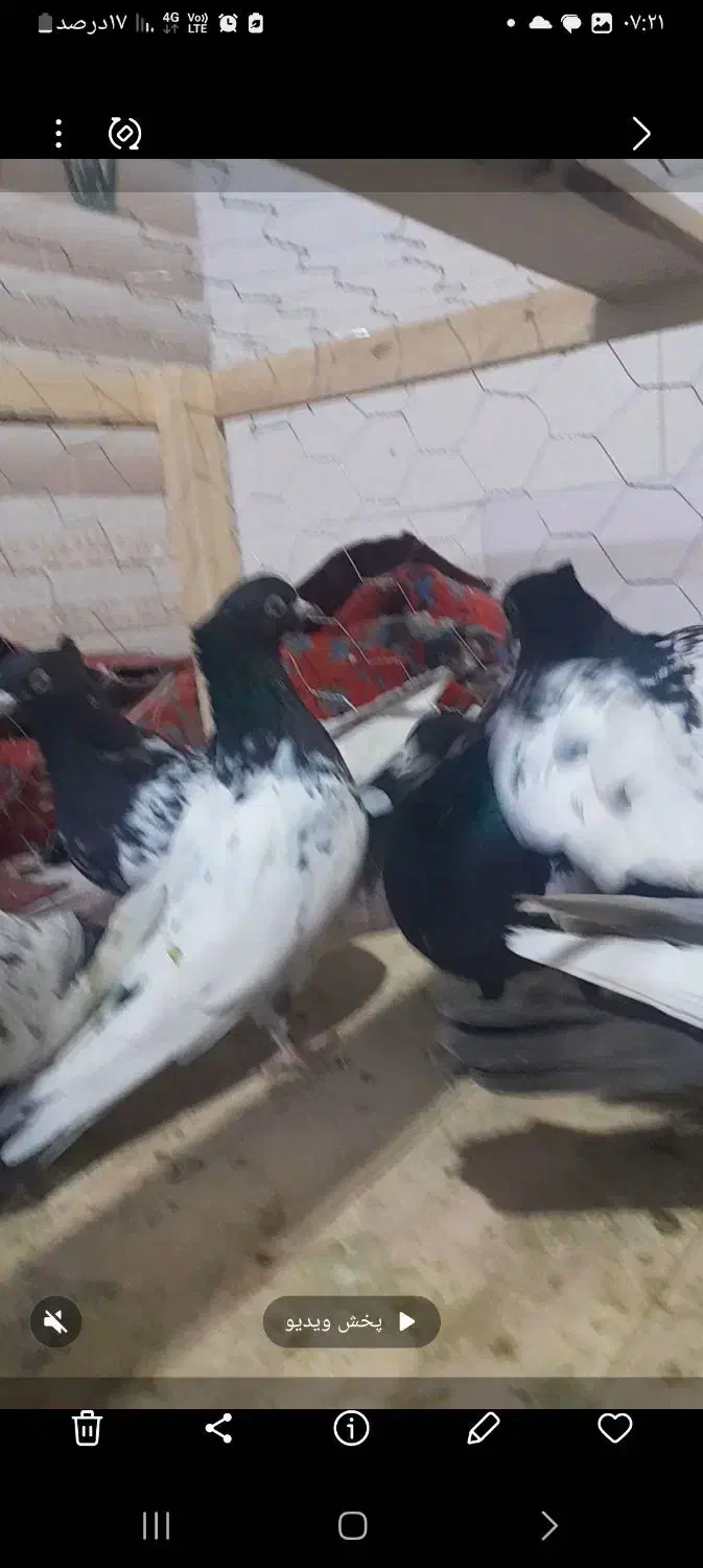 کله و سینه ارزون|پرنده|مه ولات, |دیوار