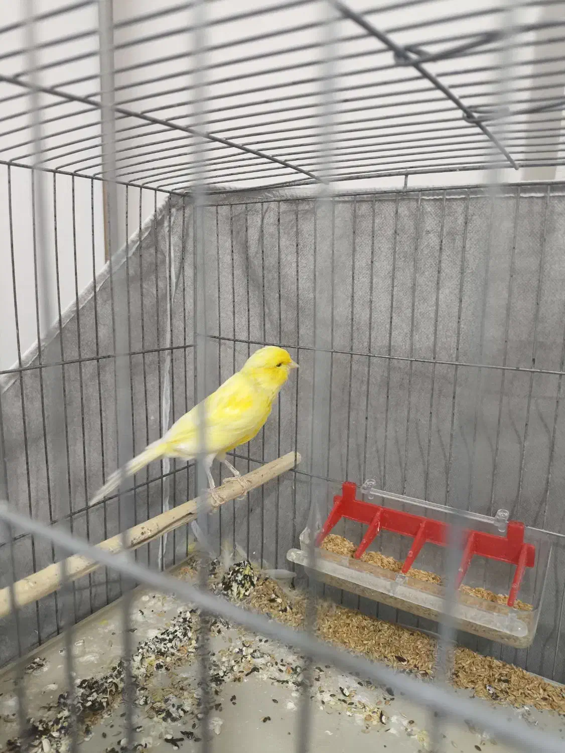 قناری نر و ماده با دوعدد قفس|پرنده|فولادشهر, مسکن مهر فولادشهر|دیوار