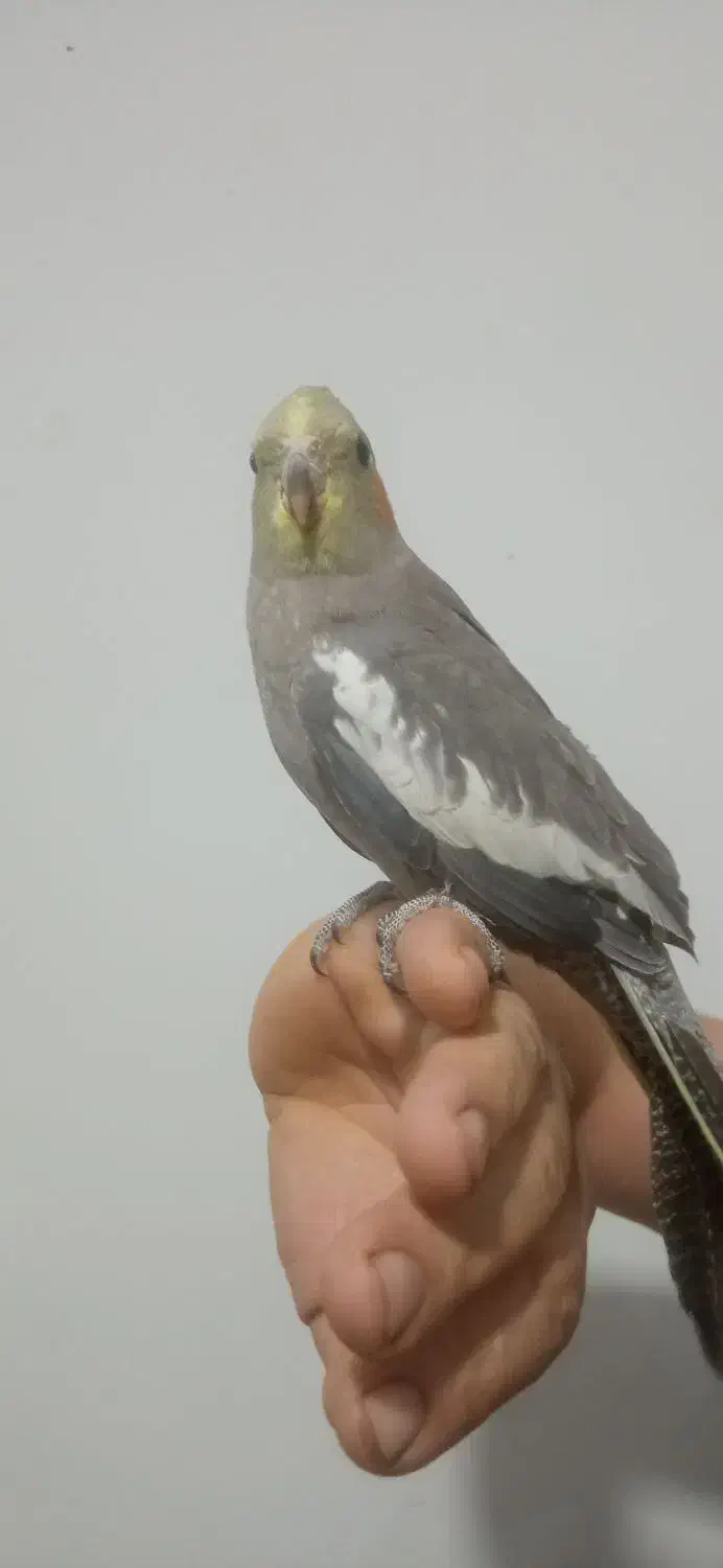 عروس هلندی نر|پرنده|مشهد, توس فردوسی|دیوار