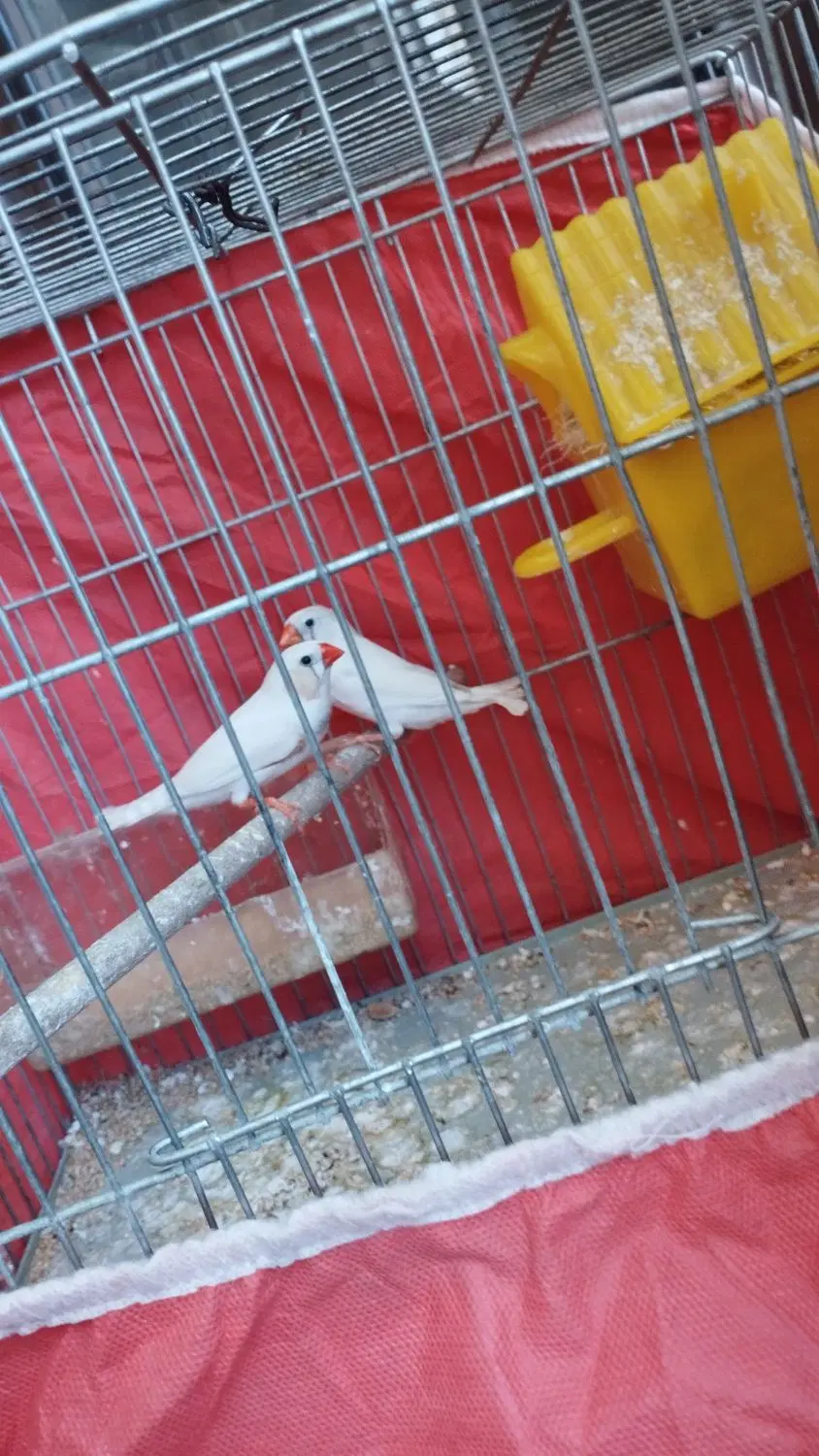 فنچ|پرنده|اصفهان, بوزان|دیوار