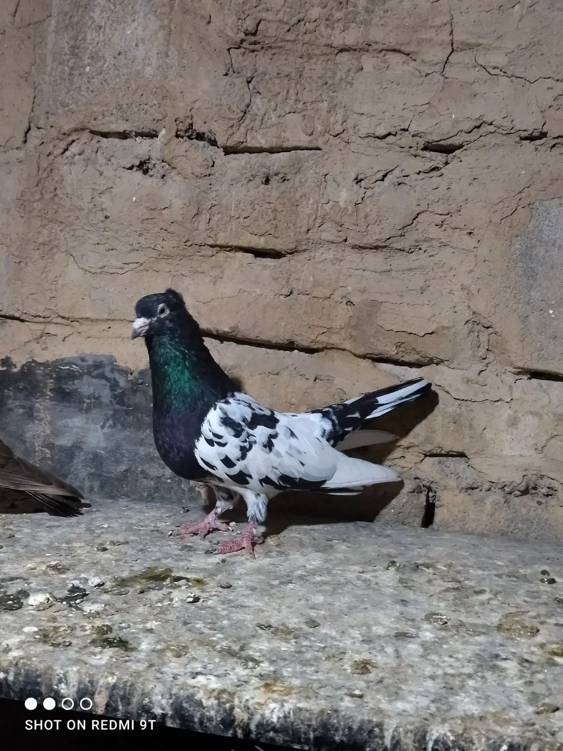 کبوتر کارل و کله|پرنده|گالیکش, |دیوار