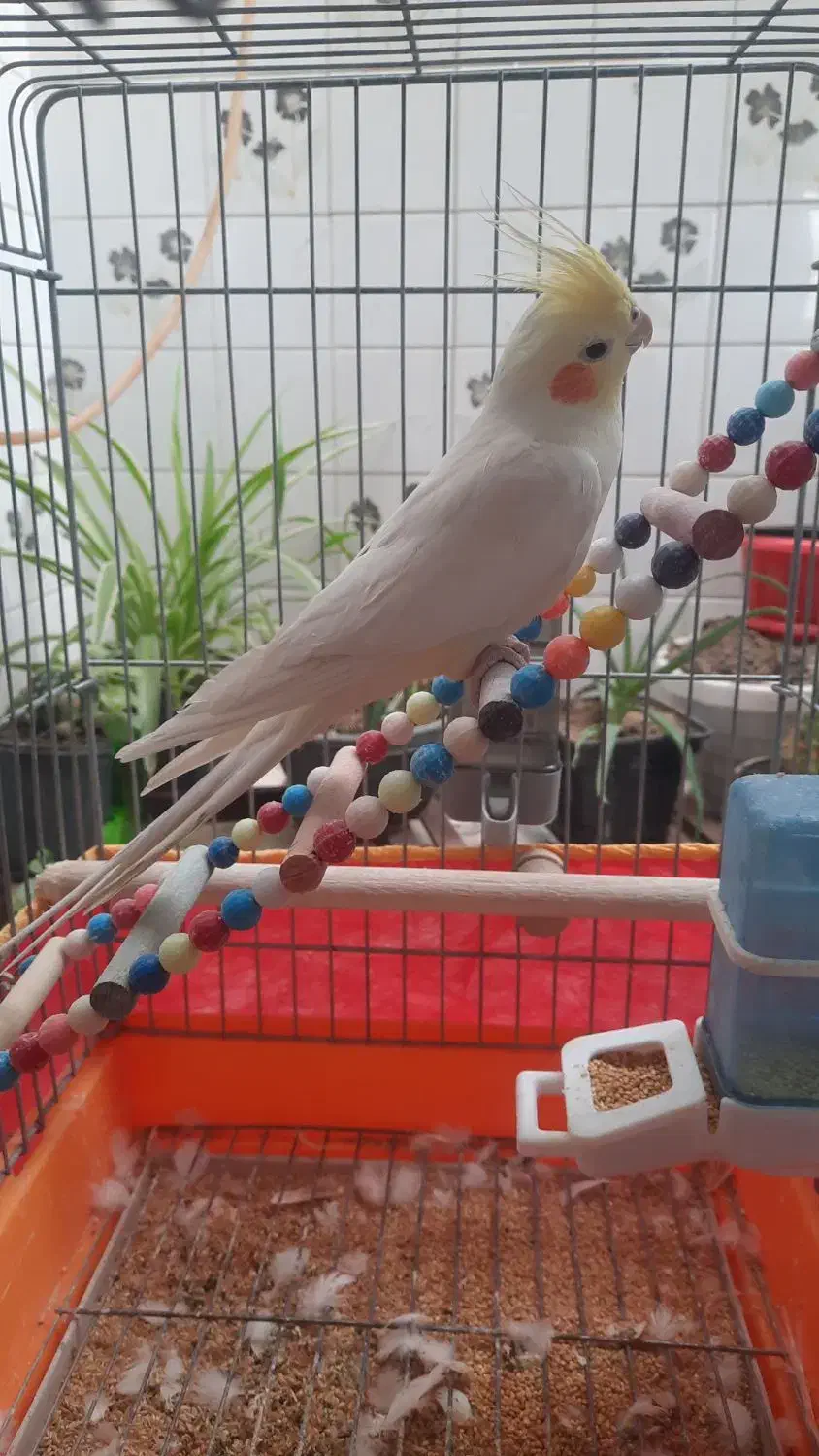 لوتینو|پرنده|قزوین, |دیوار