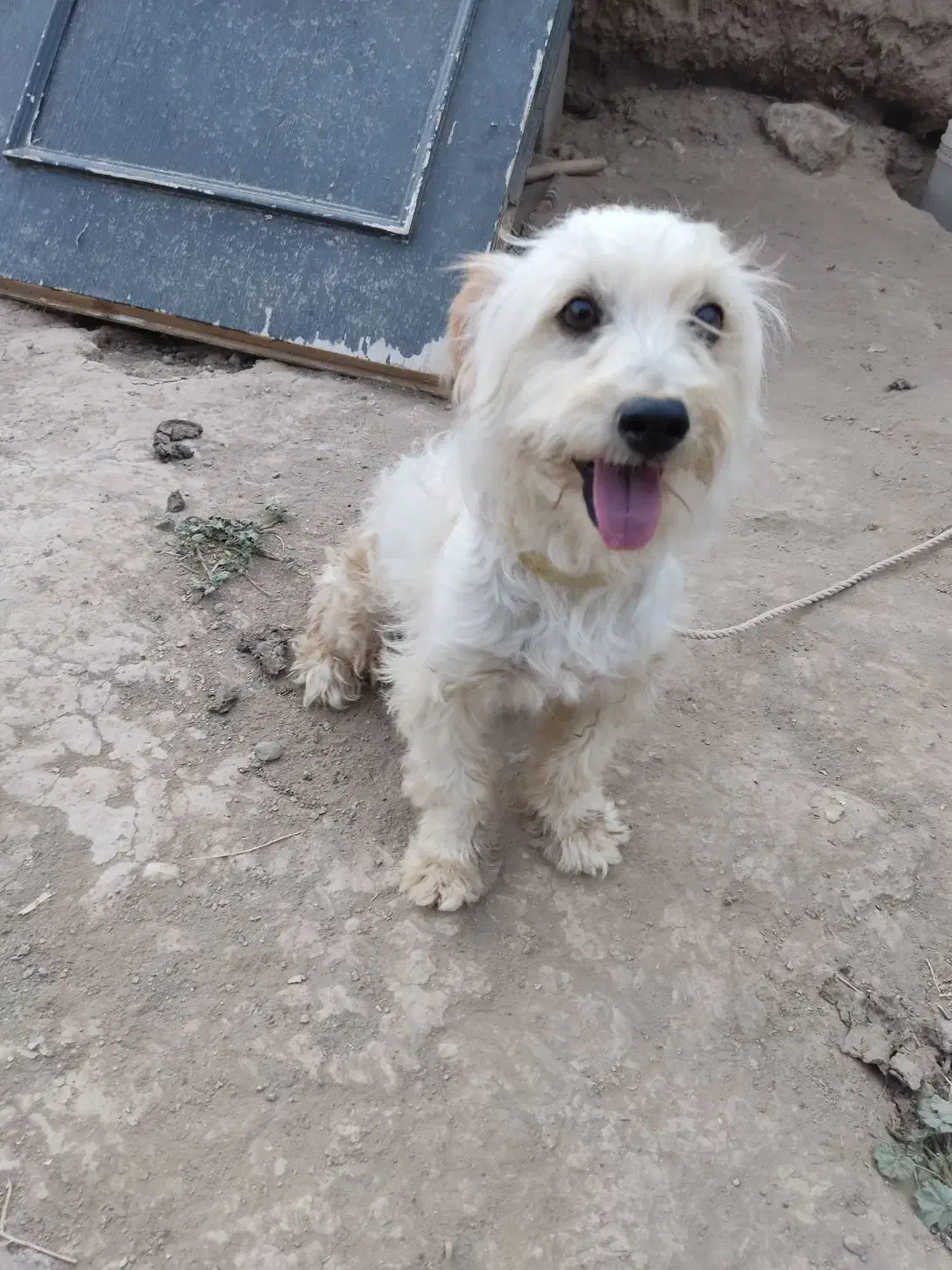 سگ پاکوتاه|سگ|انگوران, |دیوار