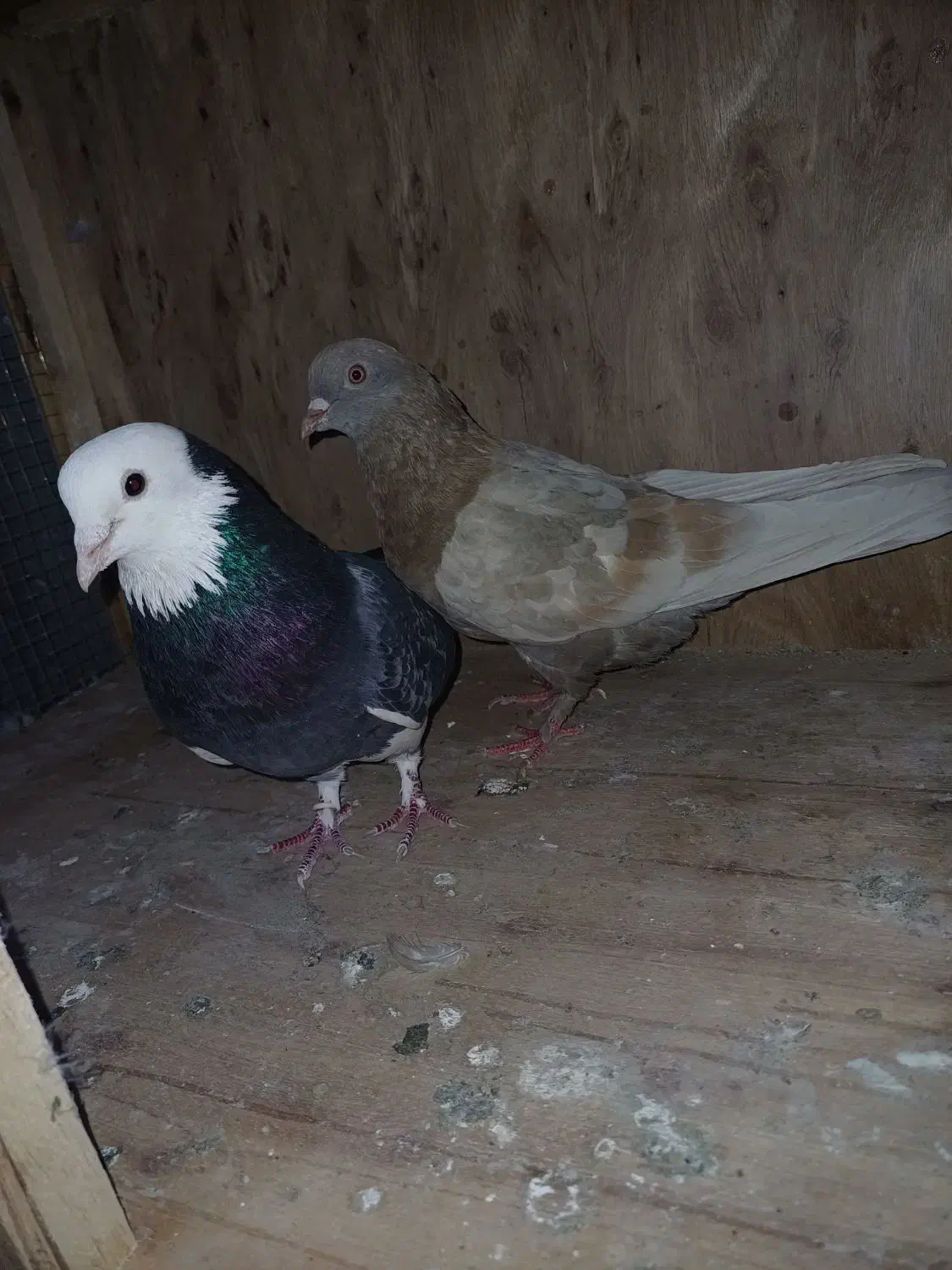 کبوترپرشی|پرنده|تهران, یافت آباد جنوبی|دیوار